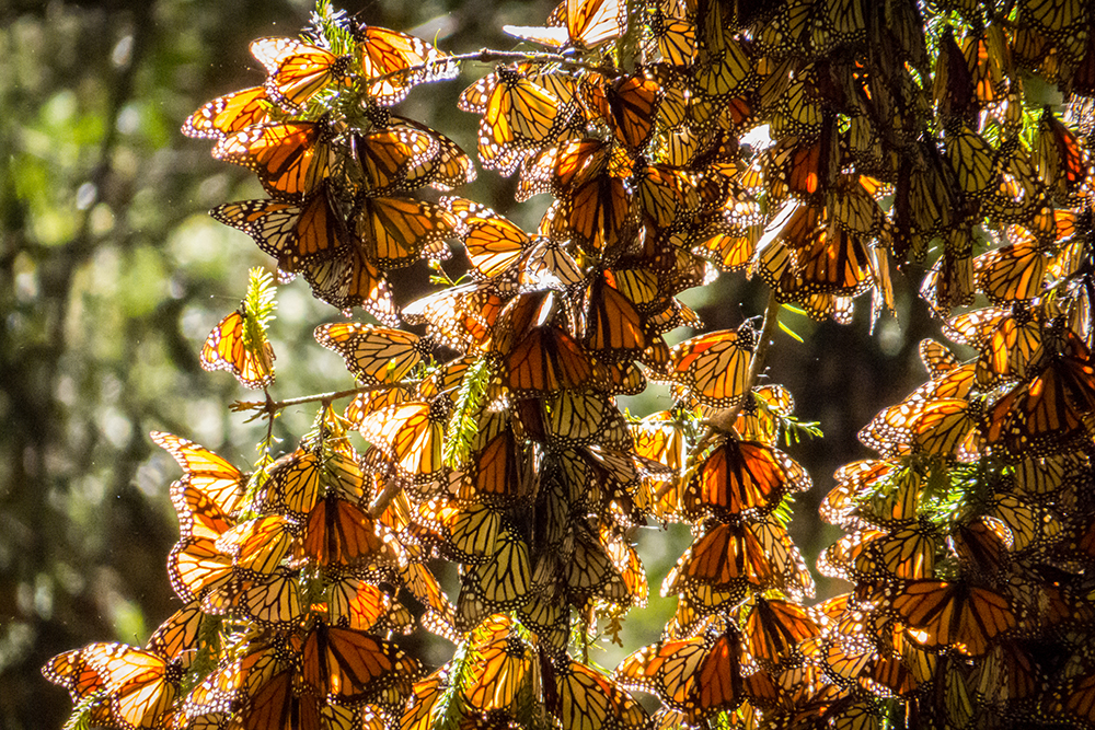 monarch butterflies